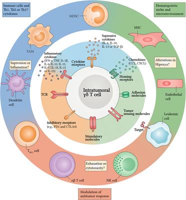 γδ T Cells for Leukemia Immunotherapy: New and Expanding Trends